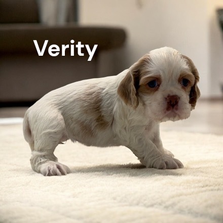 puppy, for, sale, Cocker Spaniel, Joe & Cherri  Overlease, dog, breeder, Miller, MO, dog-breeder, puppy-for-sale, forsale, nearby, find, puppyfind, locator, puppylocator, aca